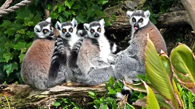 Madagaskar - aleja baobabów i parki narodowe