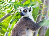 Madagaskar - aleja baobabów i parki narodowe