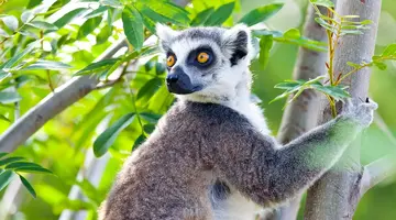 Madagaskar - aleja baobabów i parki narodowe