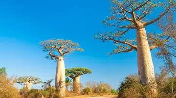Madagaskar - aleja baobabów i parki narodowe