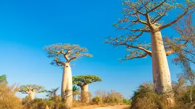 Madagaskar - aleja baobabów i parki narodowe