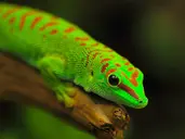 Madagaskar - aleja baobabów i parki narodowe