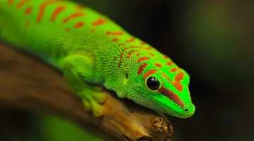 Madagaskar - aleja baobabów i parki narodowe