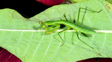 Madagaskar - aleja baobabów i parki narodowe