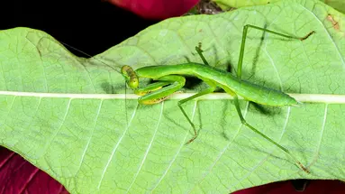 Madagaskar - aleja baobabów i parki narodowe