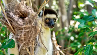 Madagaskar- Natura Lemura