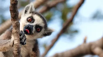 Madagaskar- Natura Lemura