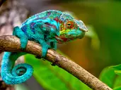 Madagaskar- Natura Lemura