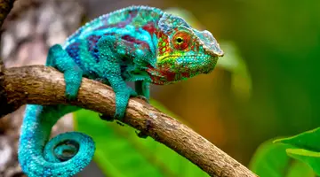Madagaskar- Natura Lemura