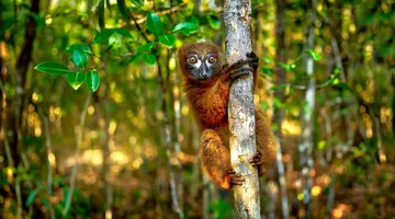 Madagaskar- Natura Lemura