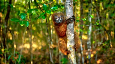 Madagaskar- Natura Lemura
