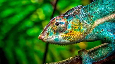 Madagaskar- Natura Lemura