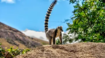 Madagaskar- Natura Lemura