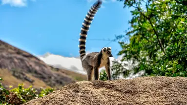 Madagaskar- Natura Lemura