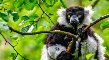 Madagaskar- Natura Lemura