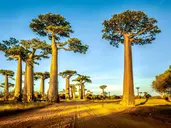 Madagaskar- Natura Lemura