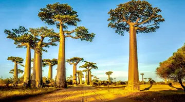 Madagaskar- Natura Lemura