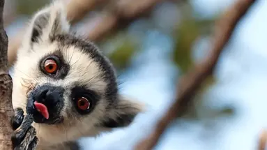 Madagaskar- Natura Lemura
