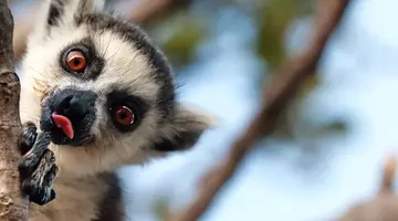 Madagaskar- Natura Lemura