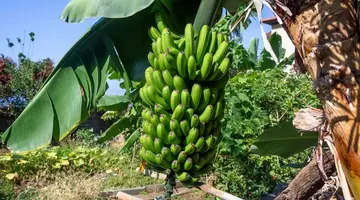 MADEIRA WYSPA WIECZNEJ WIOSNY