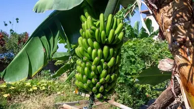MADEIRA WYSPA WIECZNEJ WIOSNY