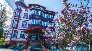 Magnolia III