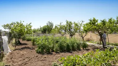 Malemi Organic