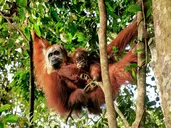 Malezja, Sumatra i Jawa - w cieniu wulkanów i orangutanów