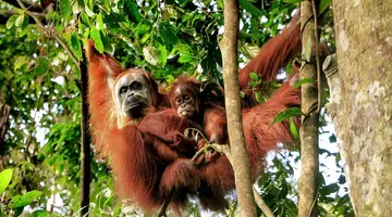Malezja, Sumatra i Jawa - w cieniu wulkanów i orangutanów