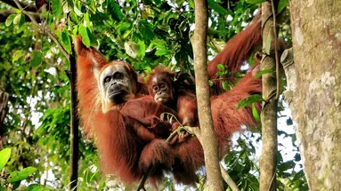 Malezja, Sumatra i Jawa - w cieniu wulkanów i orangutanów