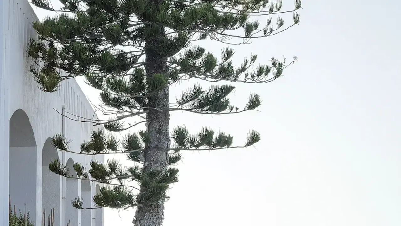 Maritimo Beach Hotel