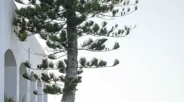 Maritimo Beach Hotel