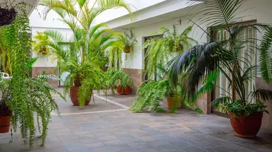 Marquesa
