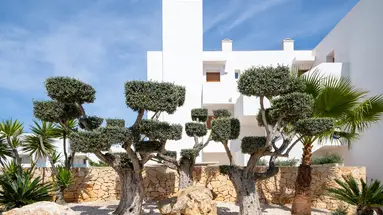 MARSENSES FERRERA BLANCA (ADULTS ONLY 18+)