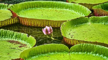 Mauritius: Siedem Kolorów Raju