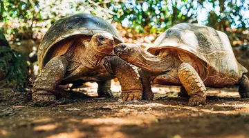 Mauritius: Siedem Kolorów Raju