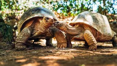 Mauritius: Siedem Kolorów Raju