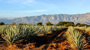 Meksyk w złotej odsłonie - Tequila, Srebro i Piramidy Bogów
