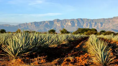 Meksyk w złotej odsłonie - Tequila, Srebro i Piramidy Bogów