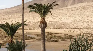 Meliá Fuerteventura