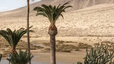 Meliá Fuerteventura