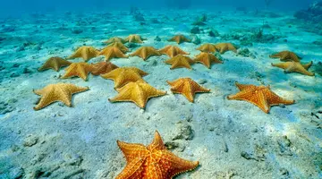 Między oceanami i wulkanami