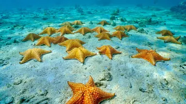 Między oceanami i wulkanami