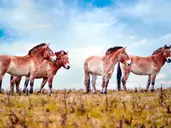 Mongolia i Pekin – Od Bezkresnych Stepów Po Wielki Mur