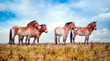Mongolia i Pekin – Od Bezkresnych Stepów Po Wielki Mur