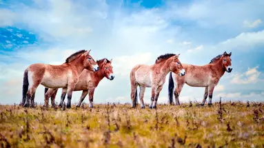 Mongolia i Pekin – Od Bezkresnych Stepów Po Wielki Mur