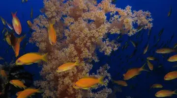 Mosaique El Gouna