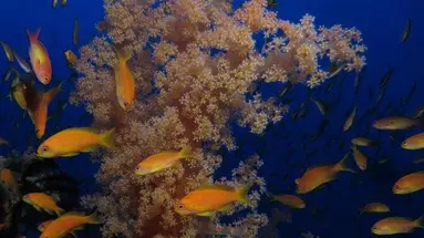 Mosaique El Gouna