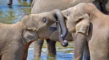 Mozaika Sri Lanki indywidualnie PL