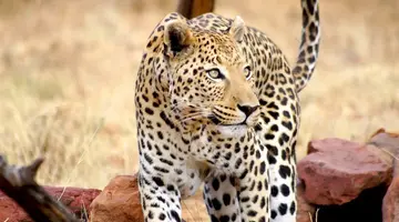 Namibia, Botswana I Nad Zambezi, Z Noclegami W Lodżach